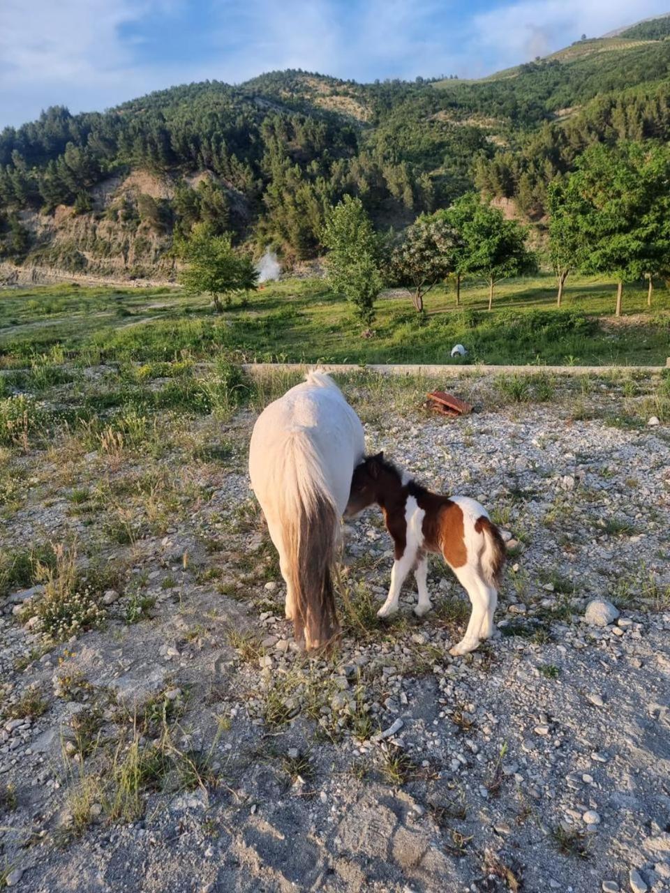 Sancho Farm Albania Villa Memaliaj Bagian luar foto